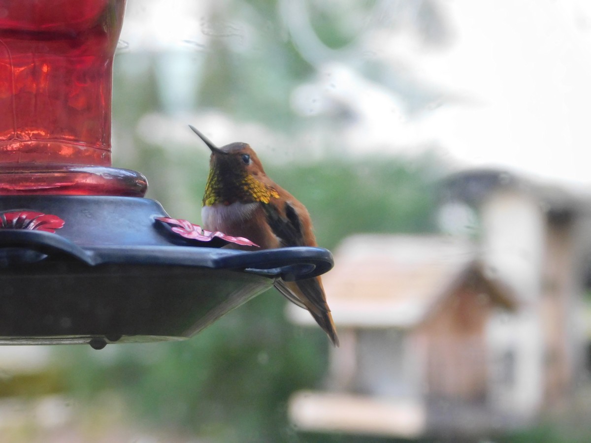 Rufous Hummingbird - Charles Fredsall