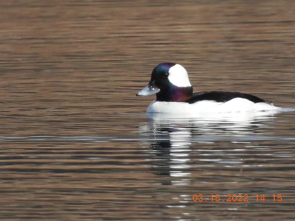 Bufflehead - ML425566771