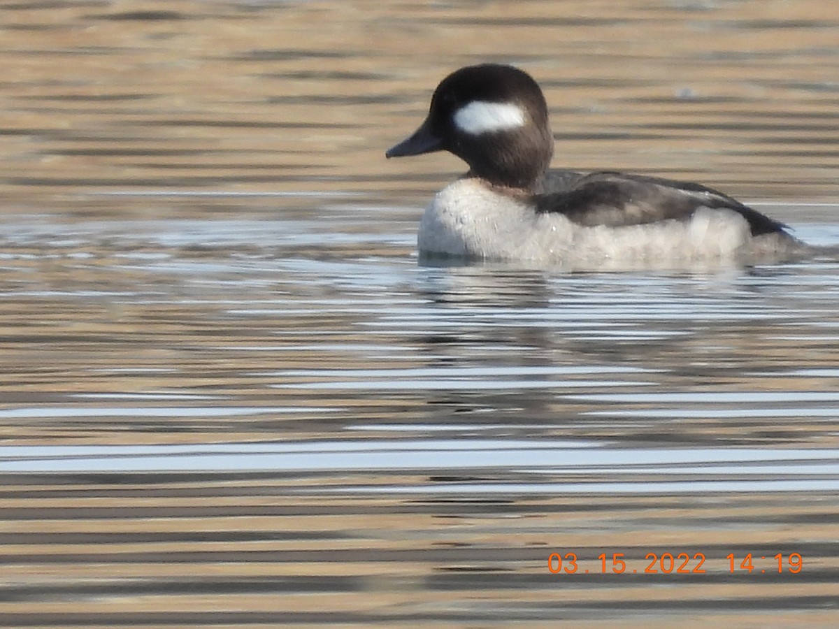 Bufflehead - ML425566781