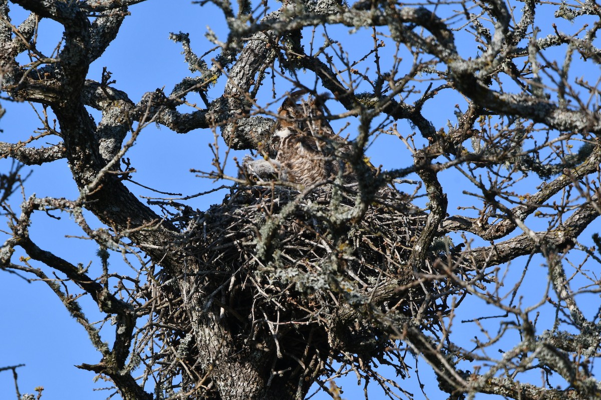 Great Horned Owl - ML425566911