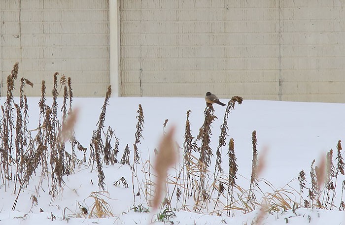 Say's Phoebe - ML42556721