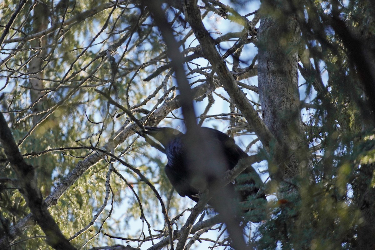 Common Raven - ML425567441