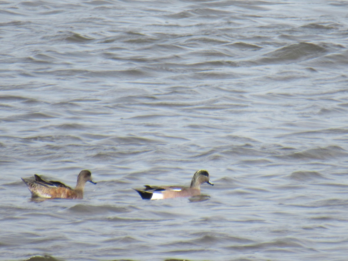 American Wigeon - ML425568341