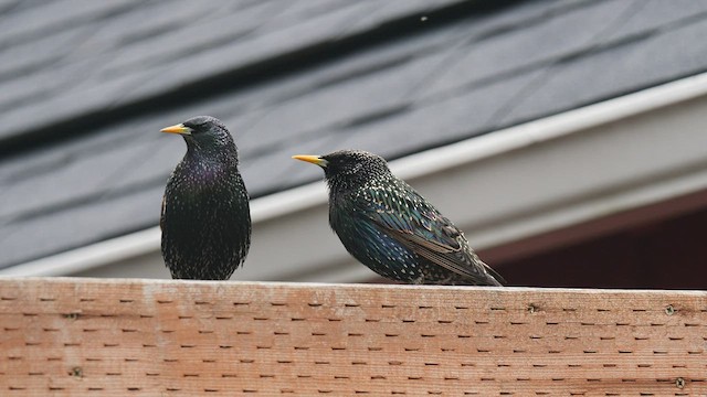 European Starling - ML425569181