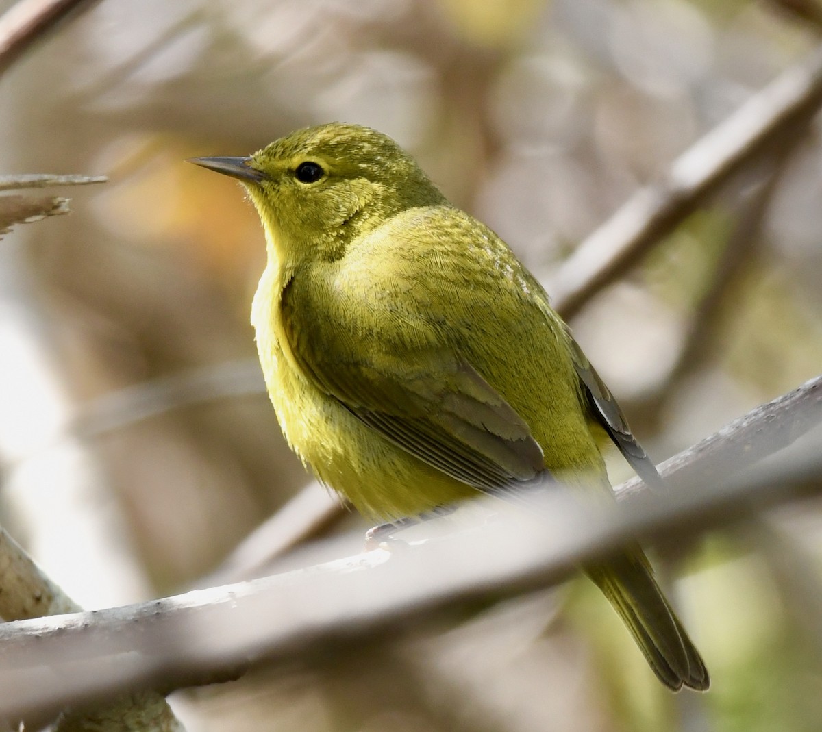 Orange-crowned Warbler - Adam Dudley