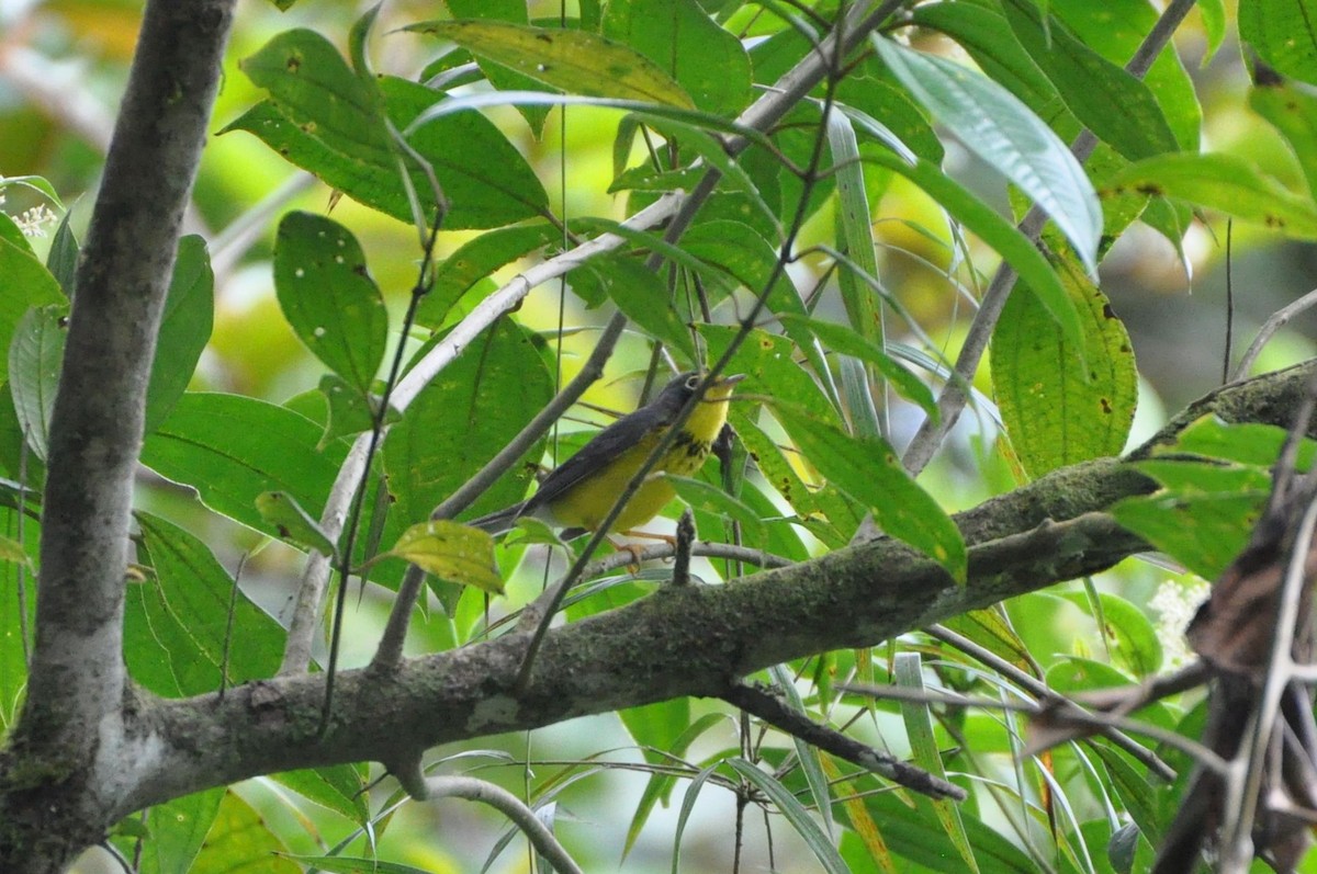 Canada Warbler - ML42556961