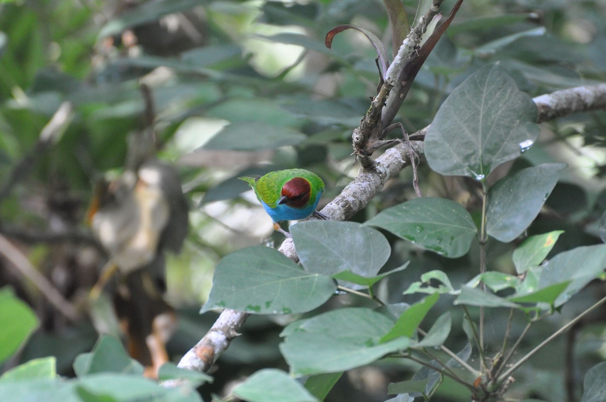 Bay-headed Tanager - ML42557061