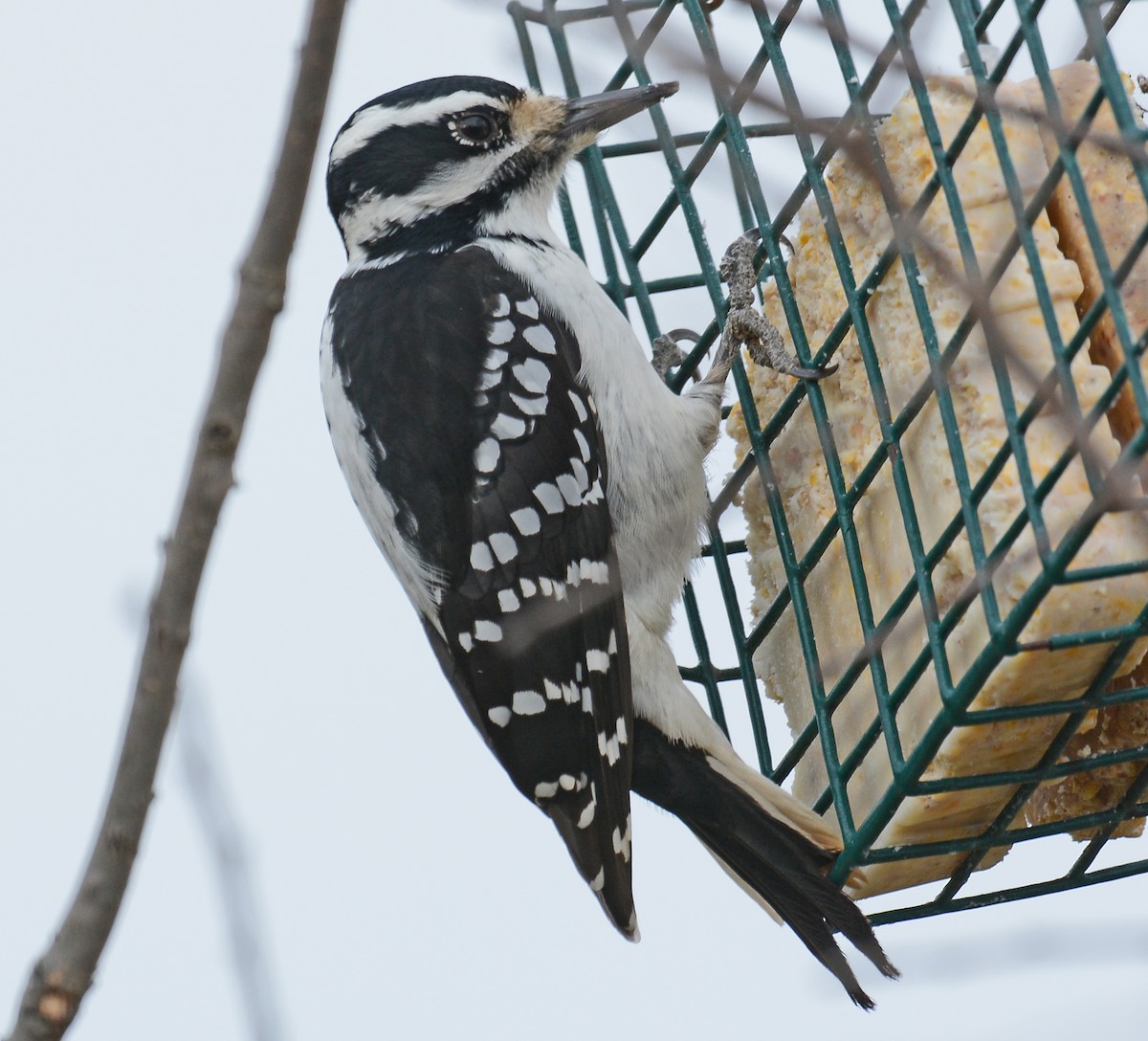 Hairy Woodpecker - ML42557101