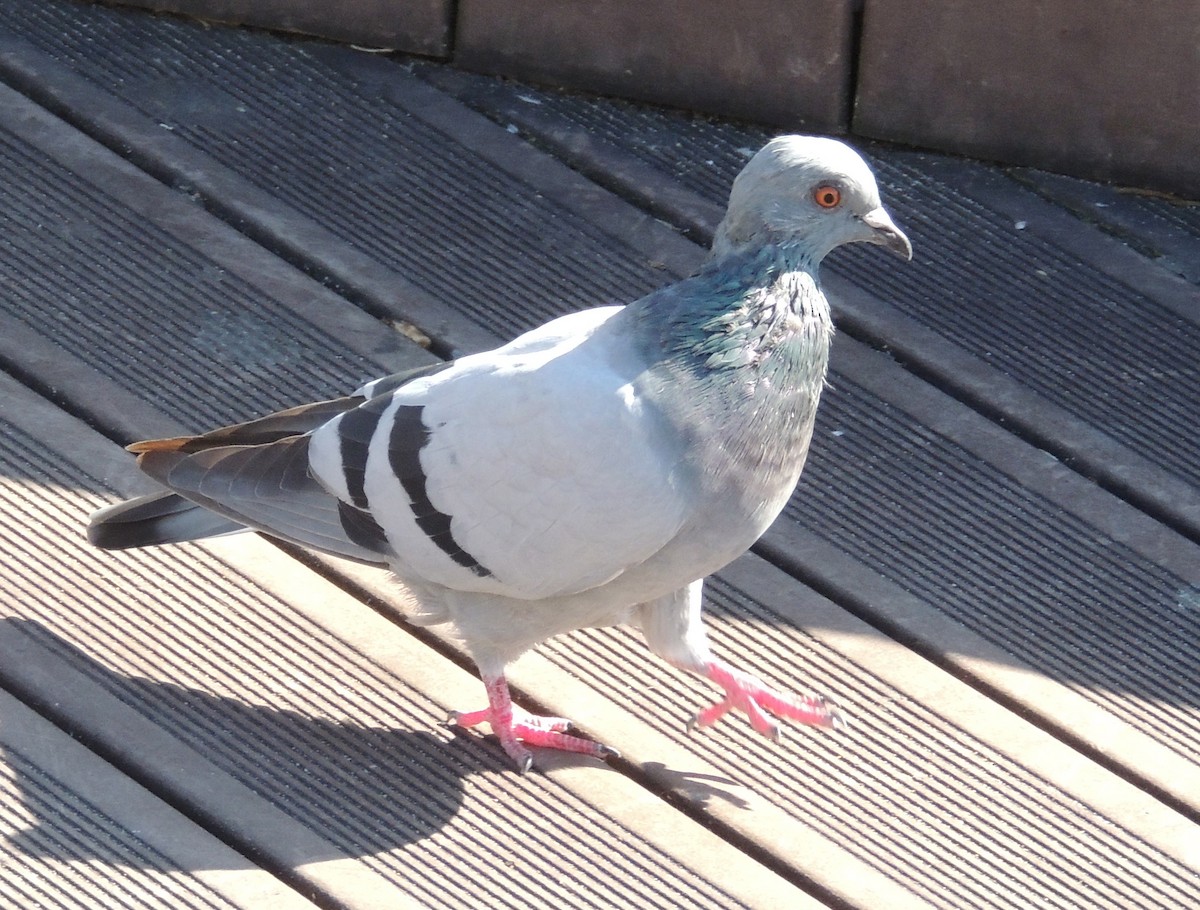 Сизый голубь (Одомашненного типа) - ML425571181