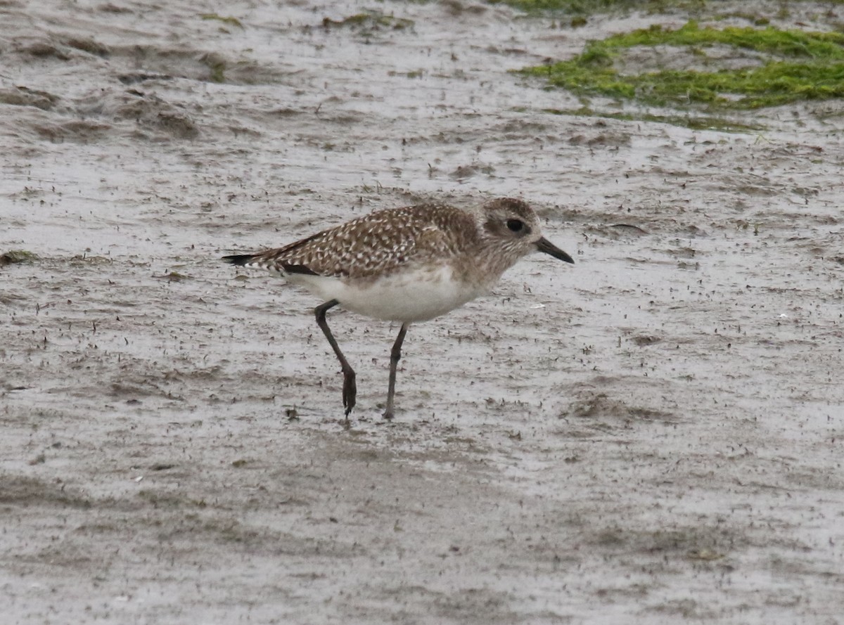 Black-bellied Plover/golden-plover sp. - ML425571921