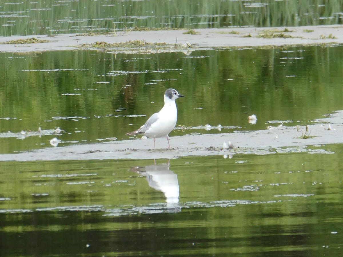 Bonaparte's Gull - ML425572181