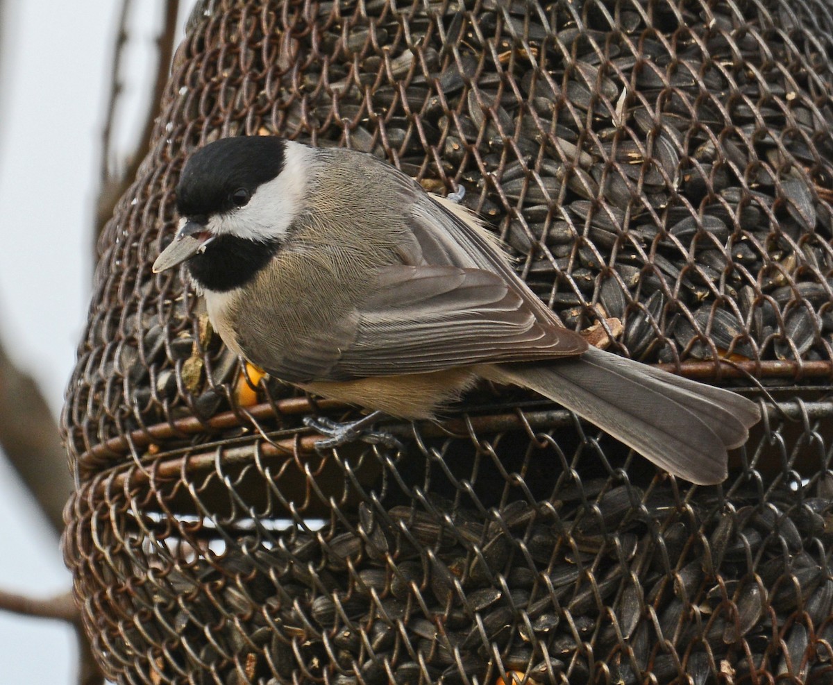 Carolina Chickadee - ML42557351