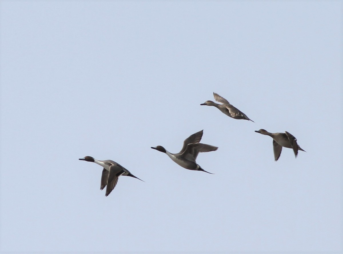 Northern Pintail - David Wheeler