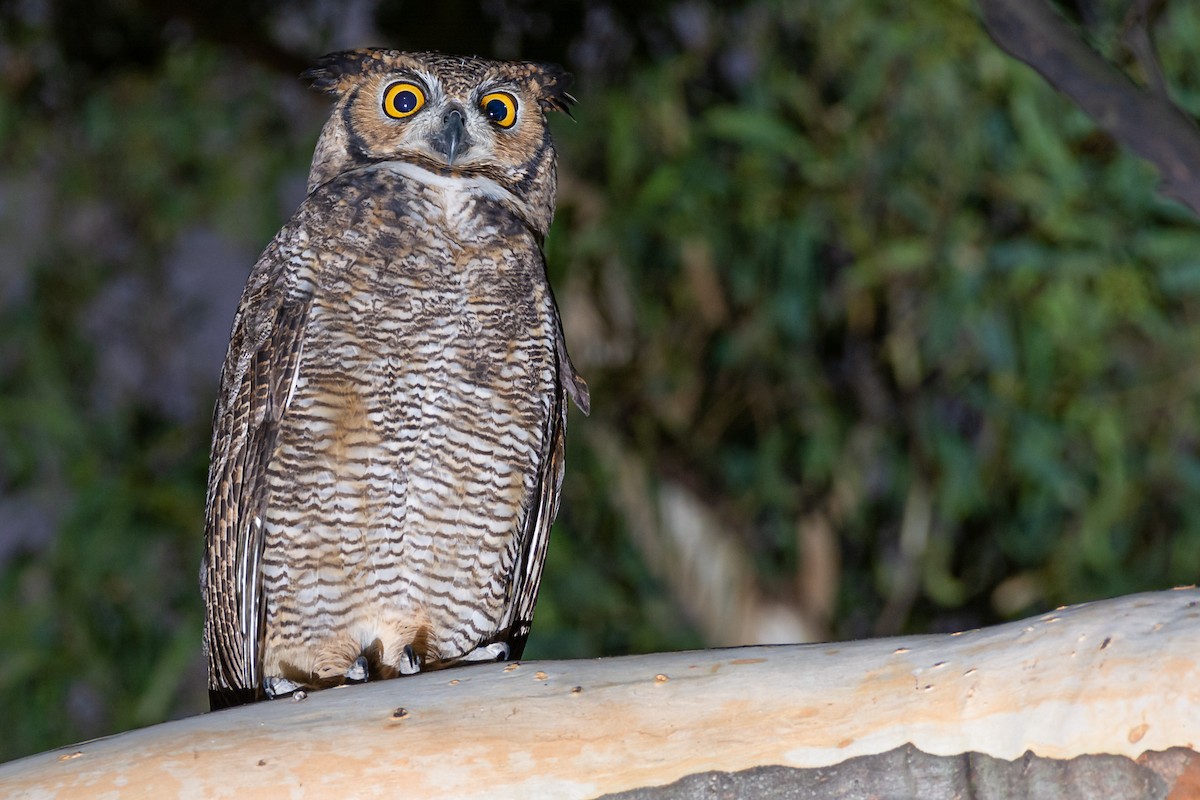 Great Horned Owl - Fernando Vidal Volpe