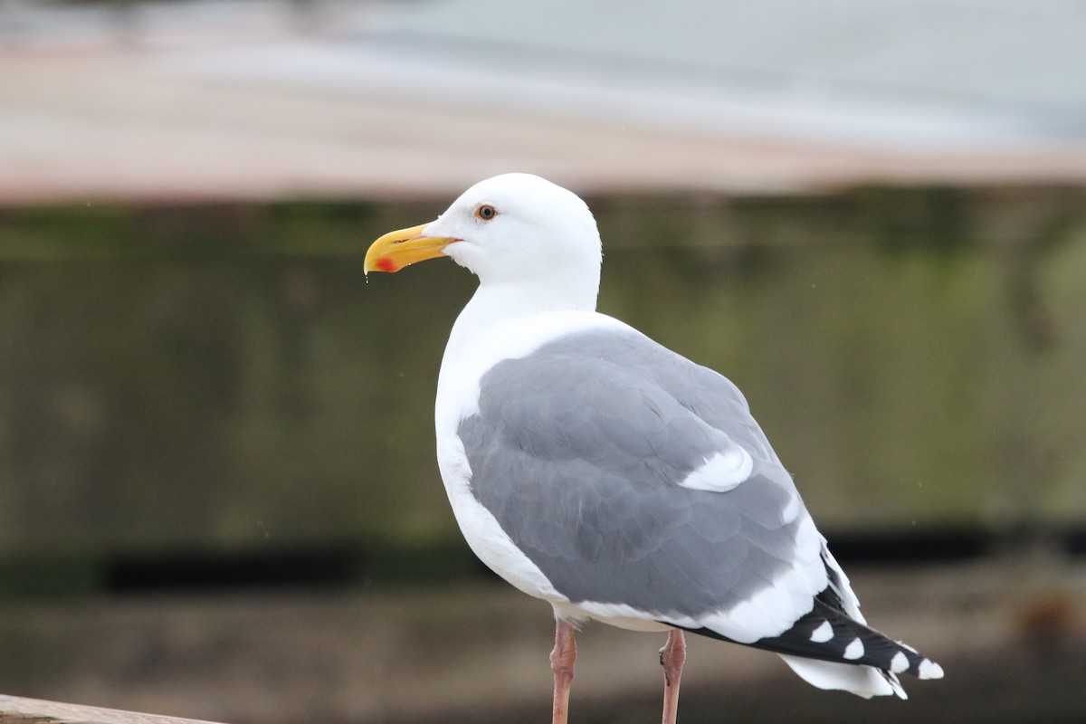 Western Gull - Jasper Barnes