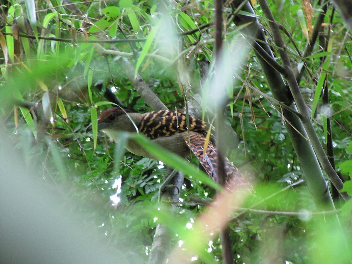 Giant Antshrike - Carlos Agulian