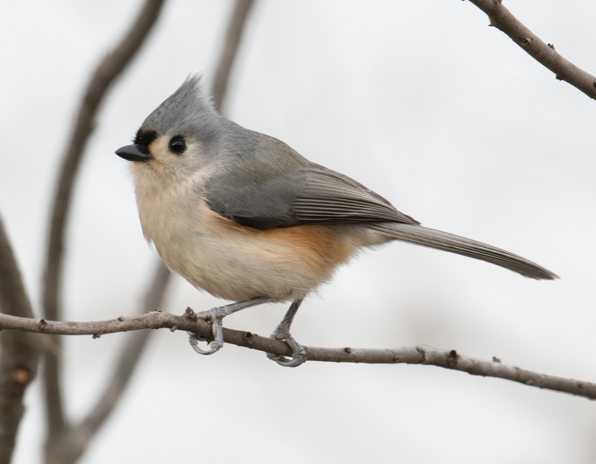 Tufted Titmouse - ML42557601