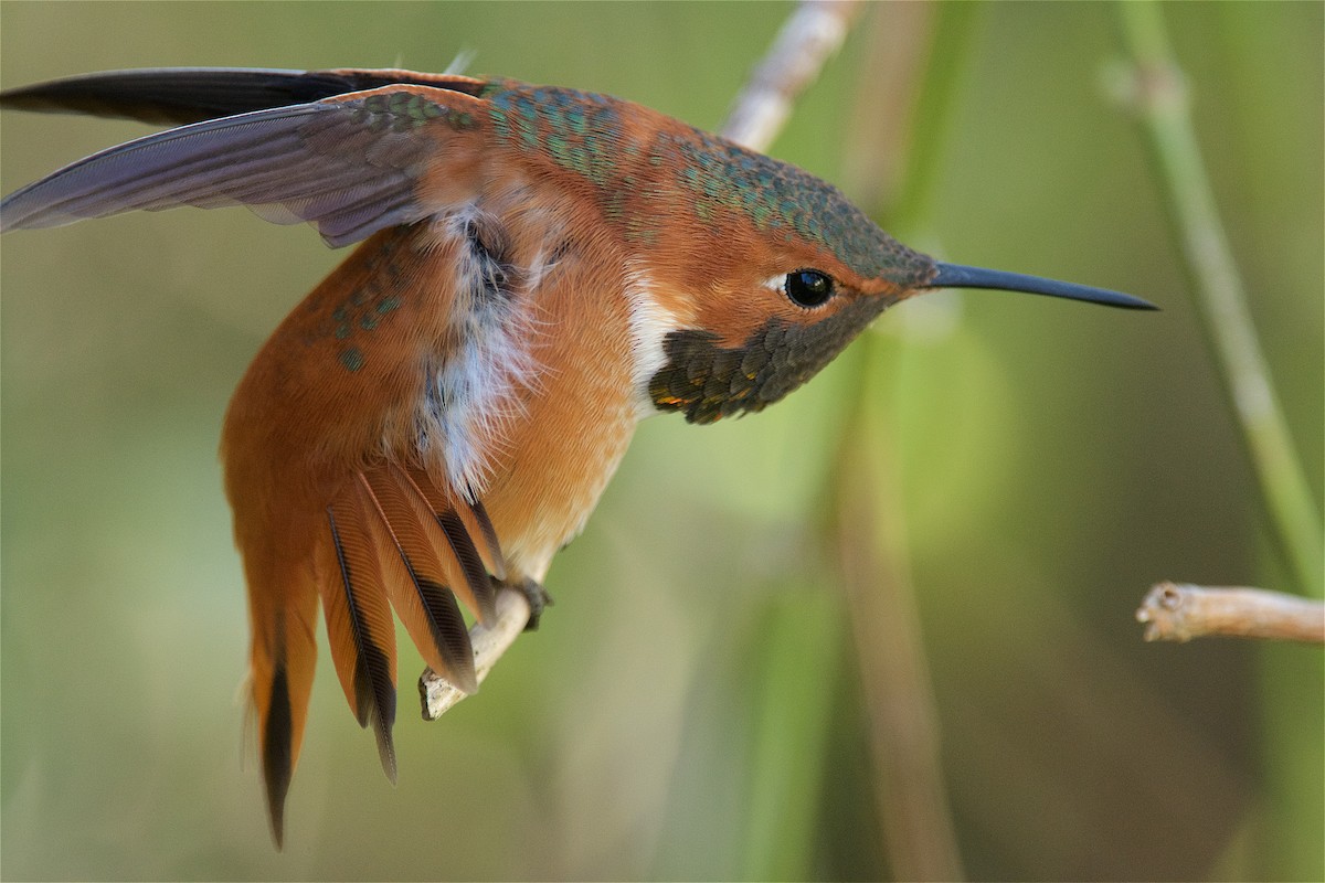 ML425577321 - Rufous Hummingbird - Macaulay Library