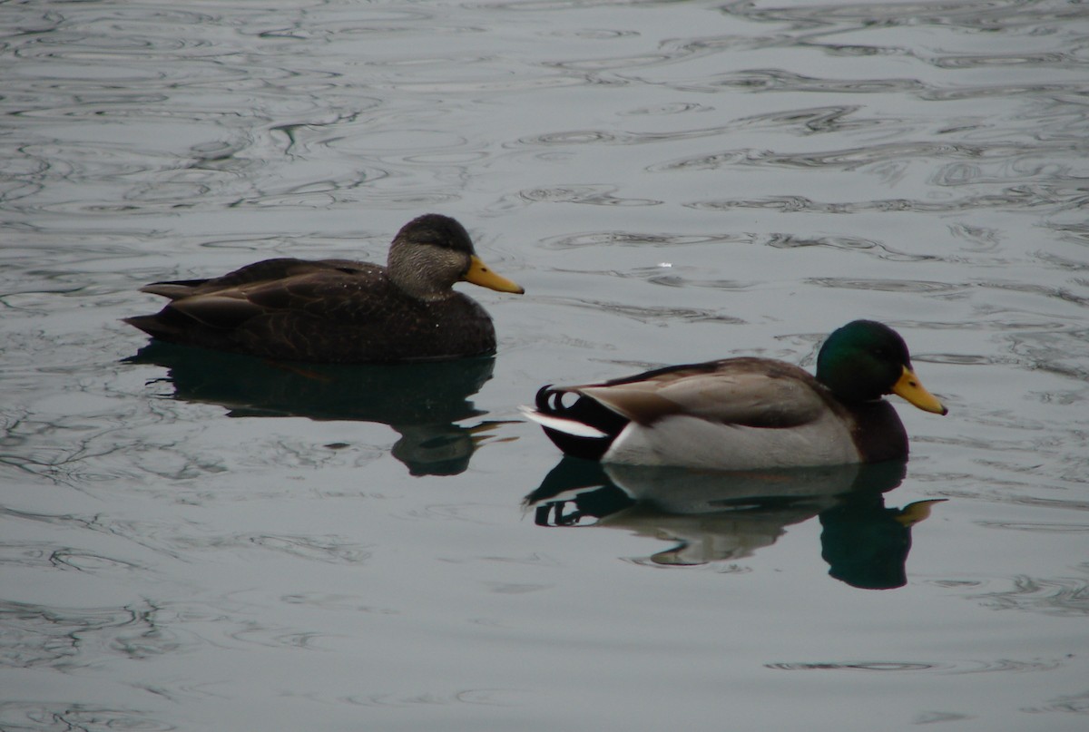 American Black Duck - ML425578081