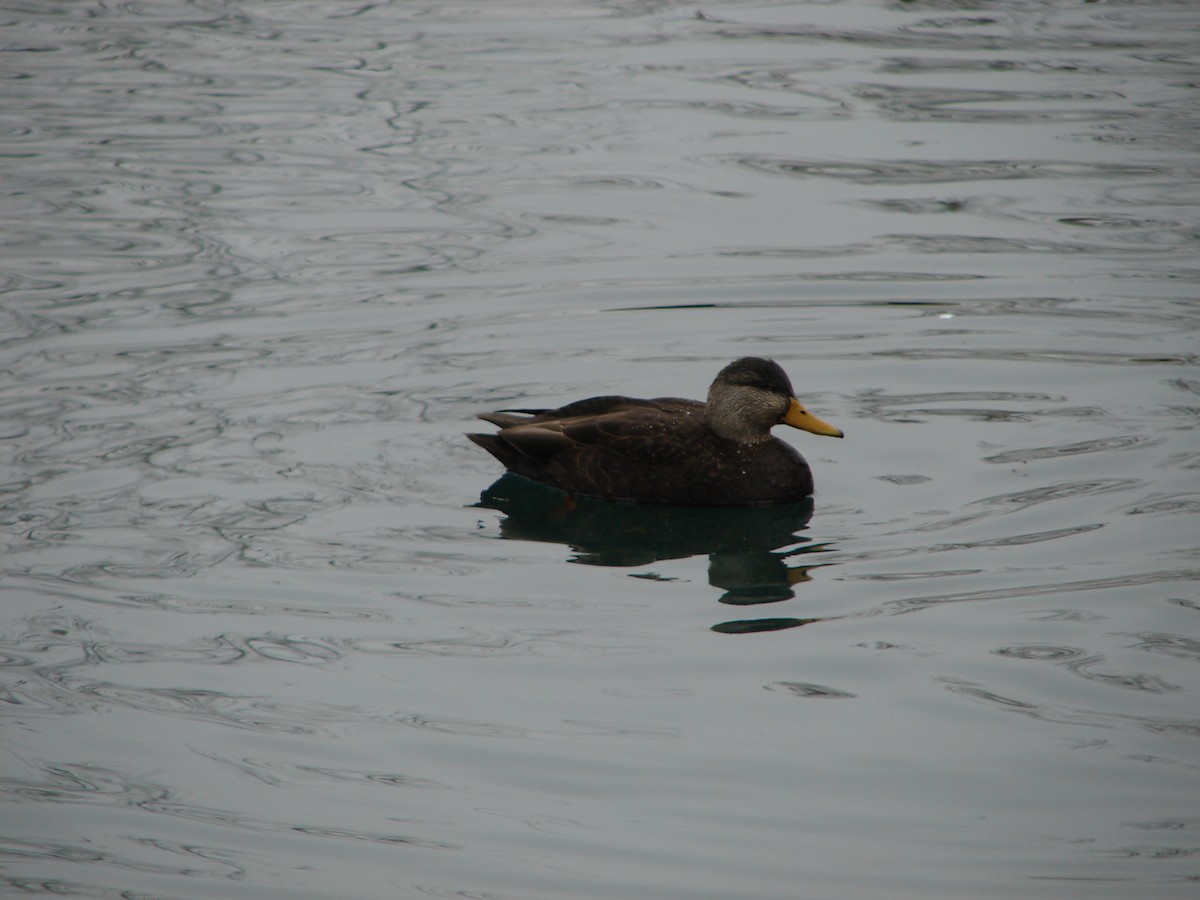 American Black Duck - ML425578171