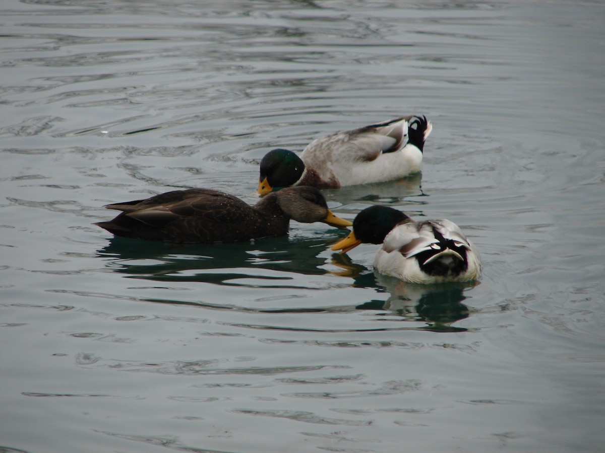 American Black Duck - ML425578251