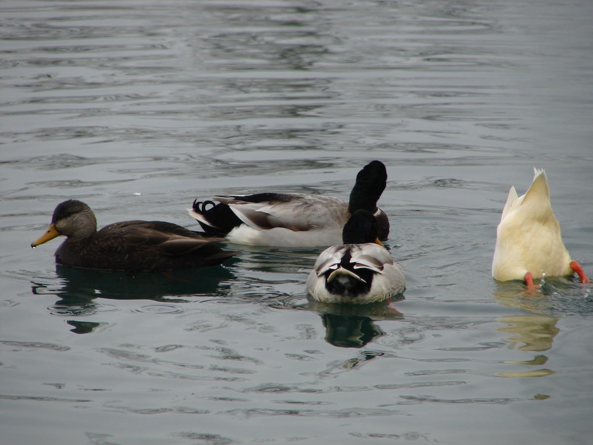 American Black Duck - ML425578281