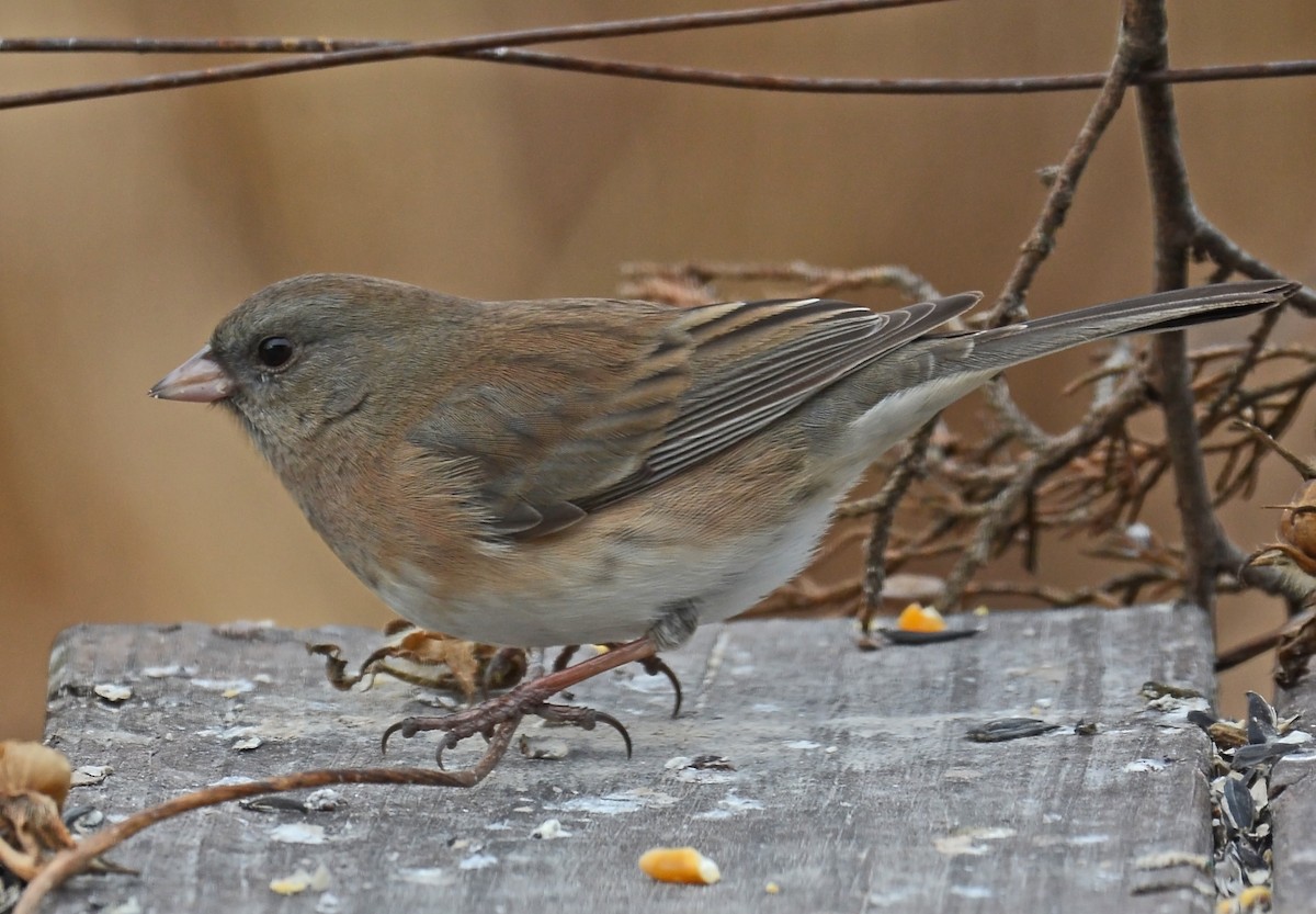 Dark-eyed Junco - ML42557841