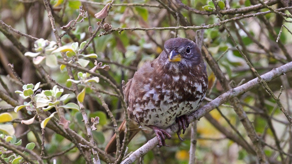 Fox Sparrow (Sooty) - ML425579341