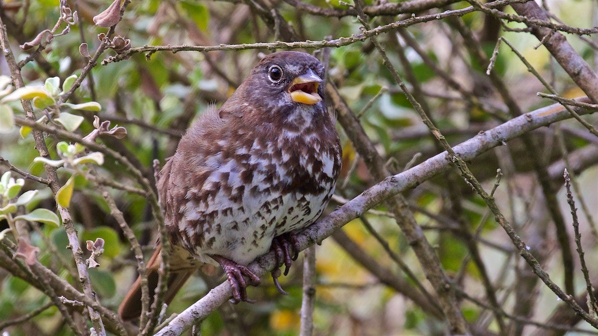 Fox Sparrow (Sooty) - ML425579351