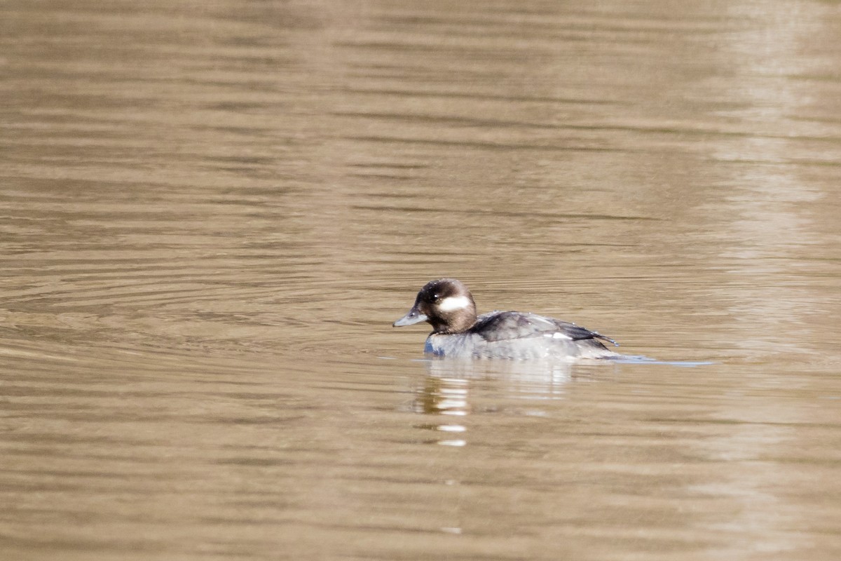 Bufflehead - ML425579731