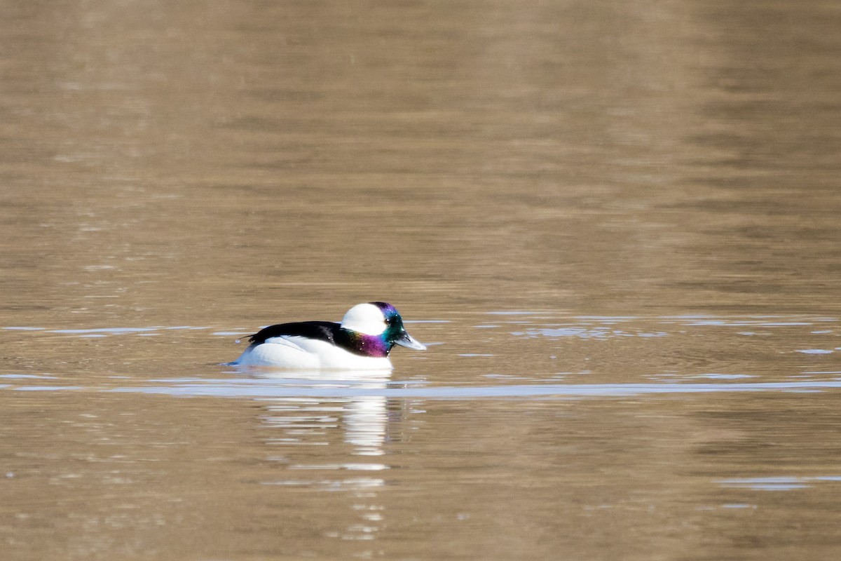 Bufflehead - ML425579741