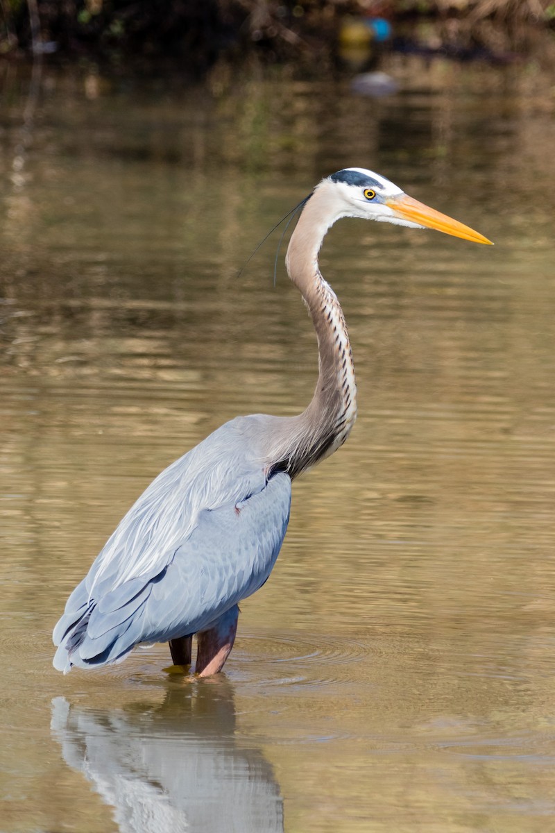 Great Blue Heron - ML425579791