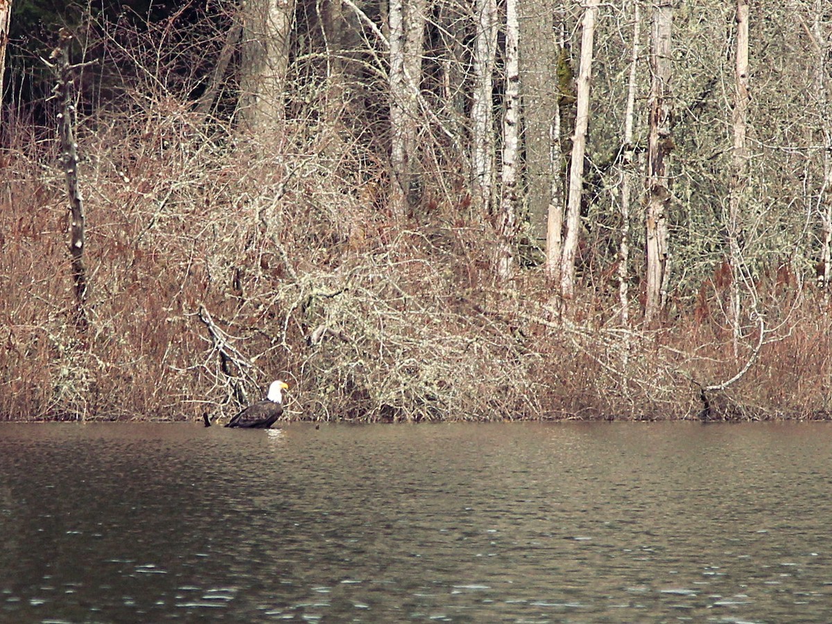 Bald Eagle - ML425581221