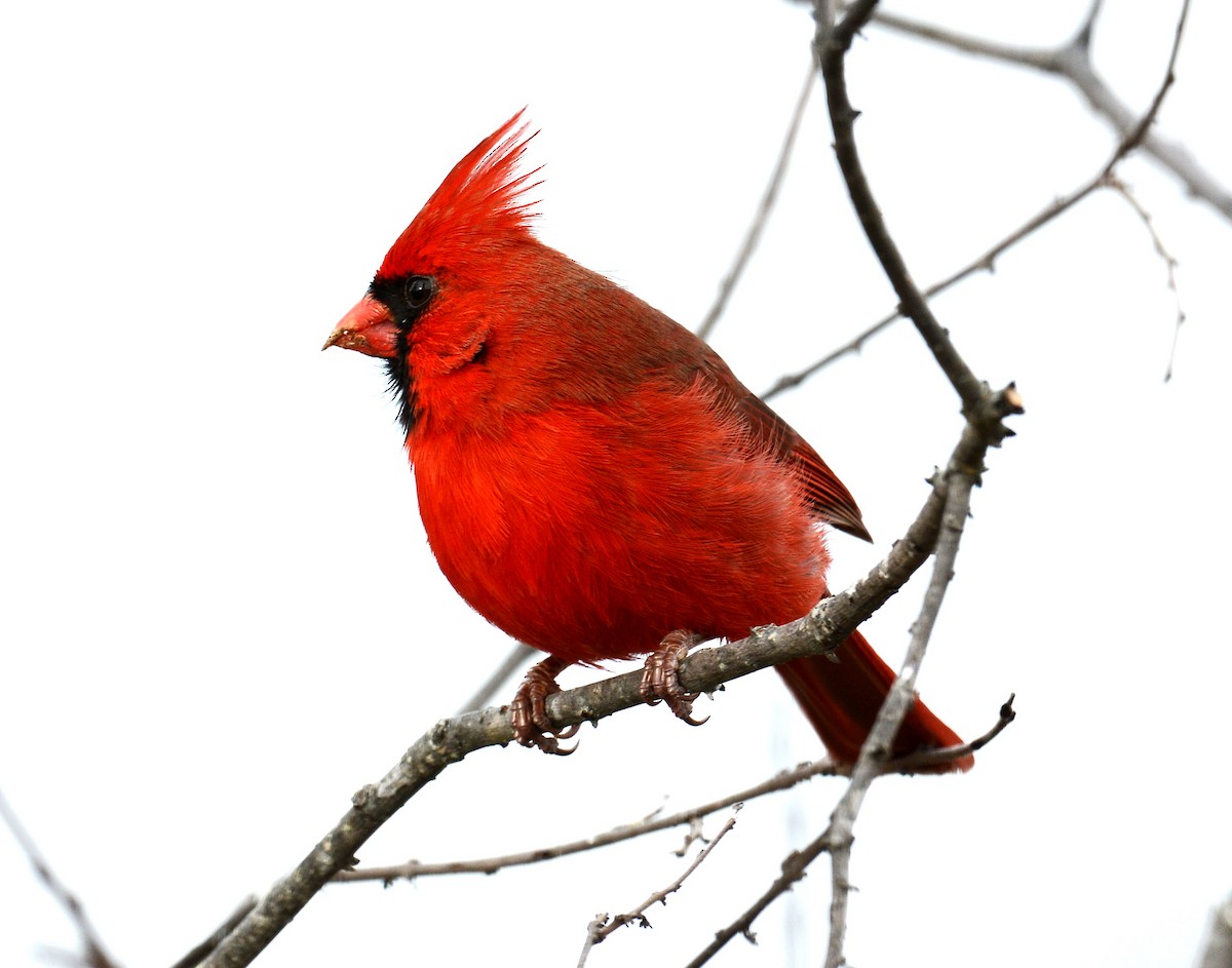 Northern Cardinal - ML42558151