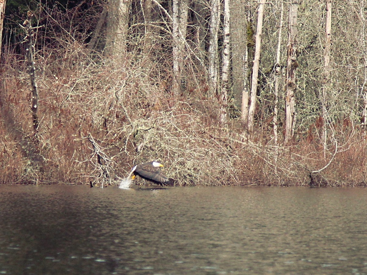 Bald Eagle - ML425581621