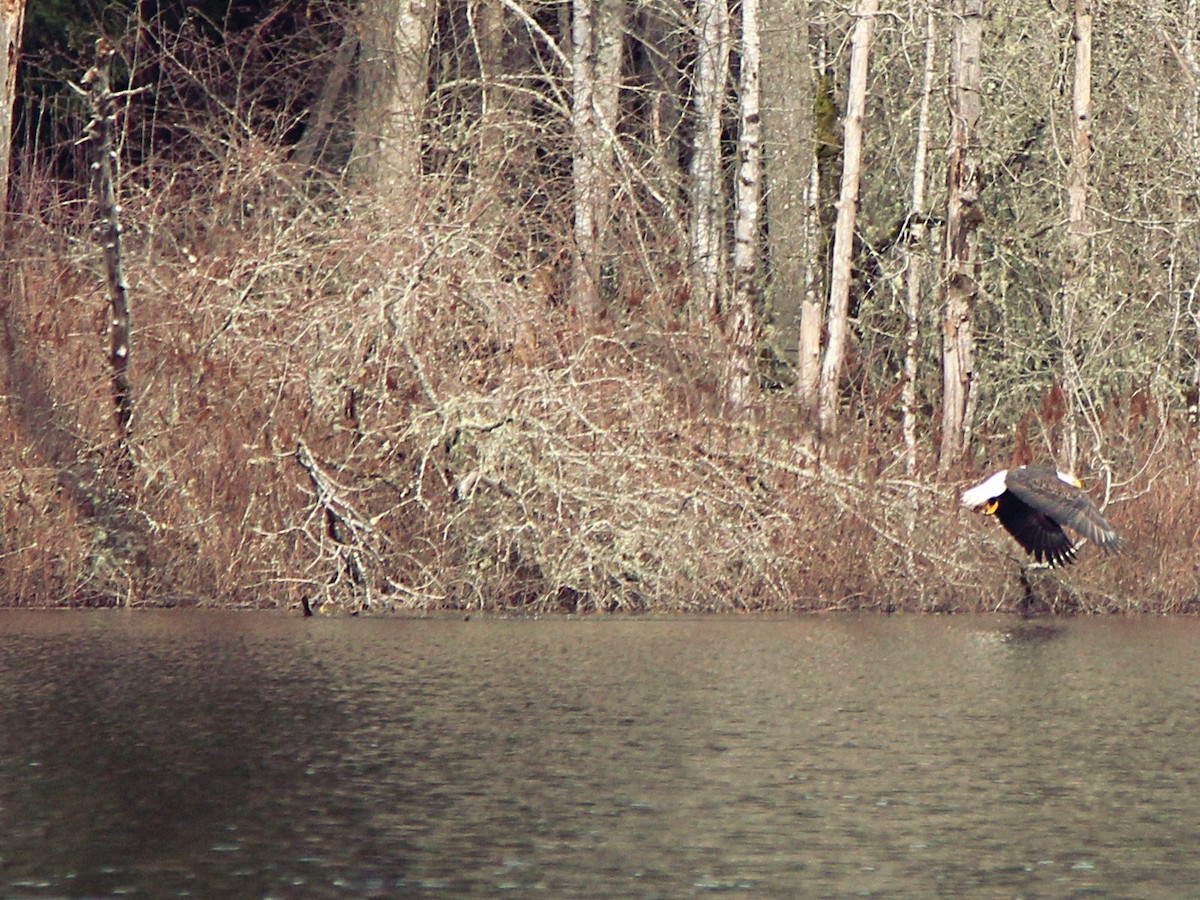 Bald Eagle - ML425581751