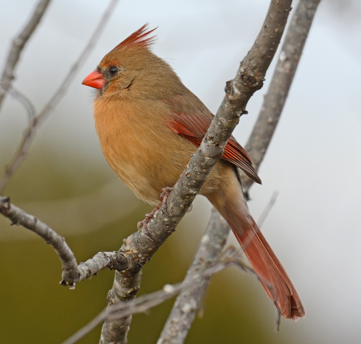 Northern Cardinal - ML42558201