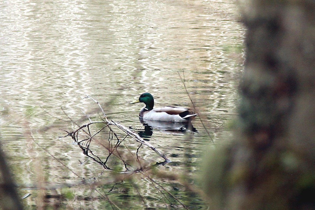 Mallard - ML425582041