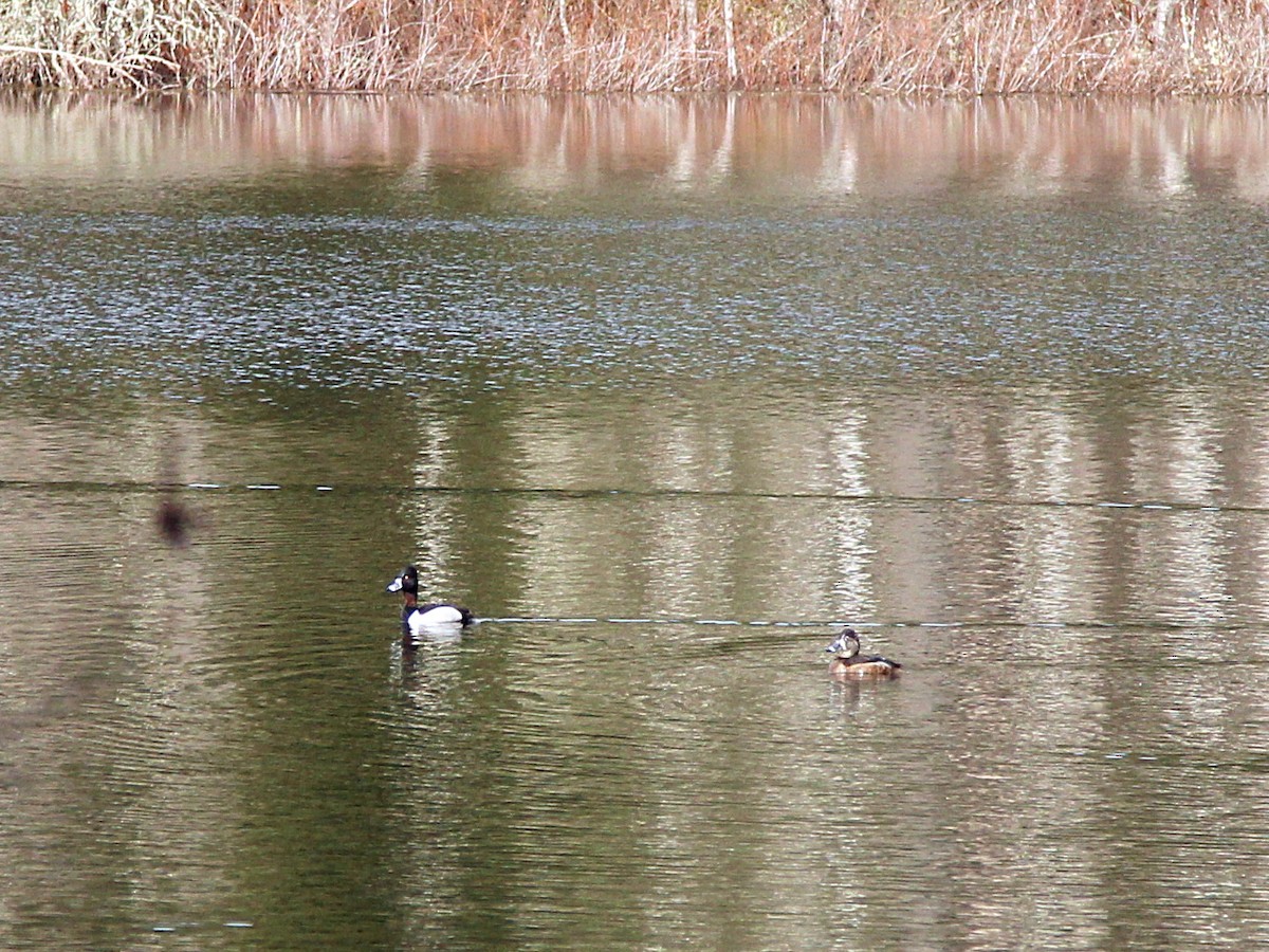 Ring-necked Duck - ML425582081