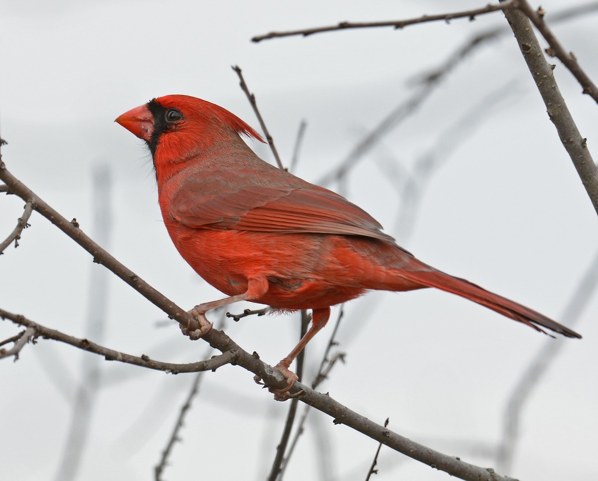 Northern Cardinal - ML42558211