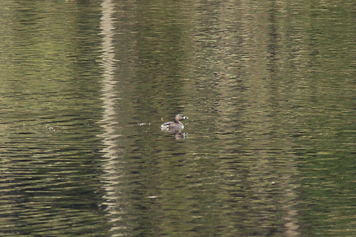 Pied-billed Grebe - ML425582121