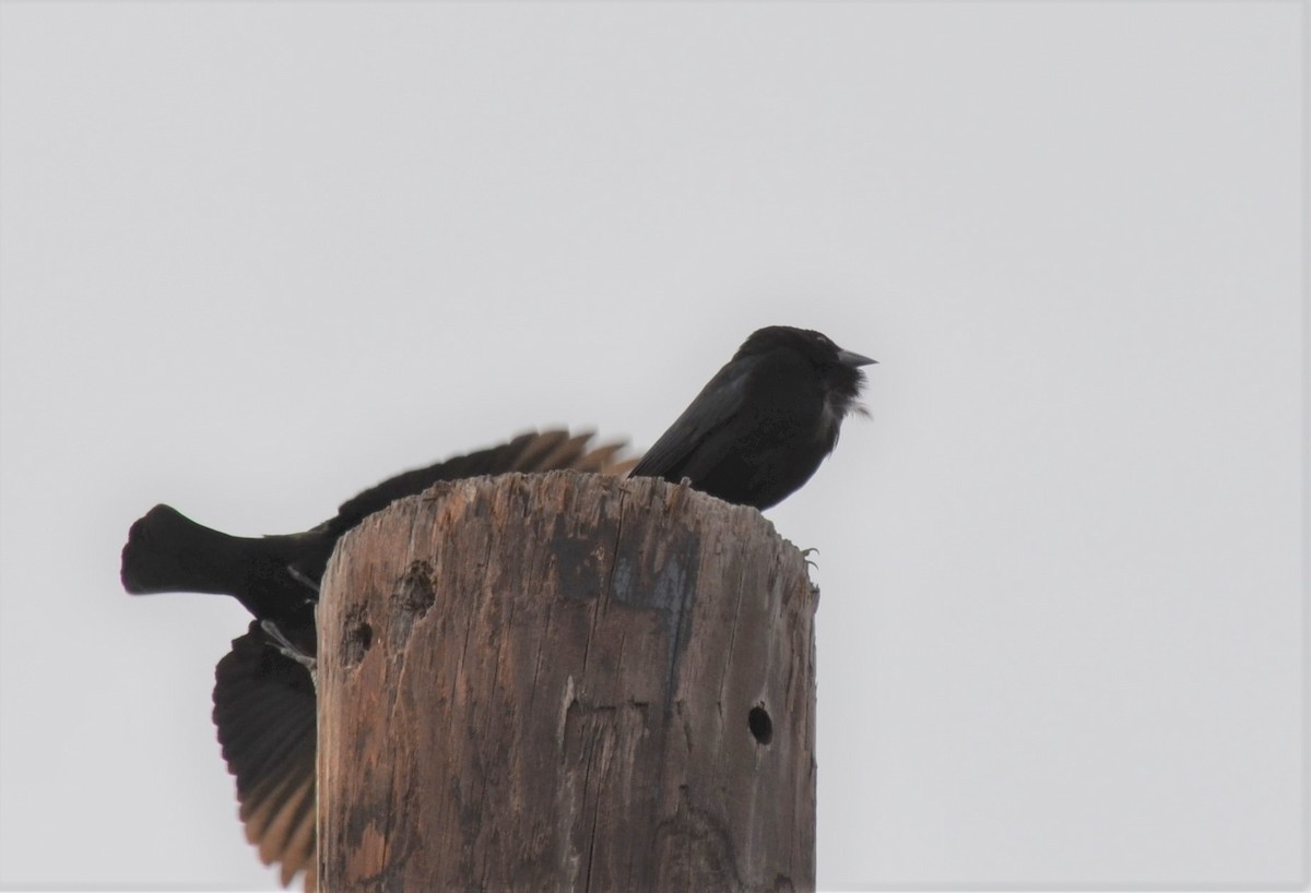 Bronzed Cowbird - ML425583181
