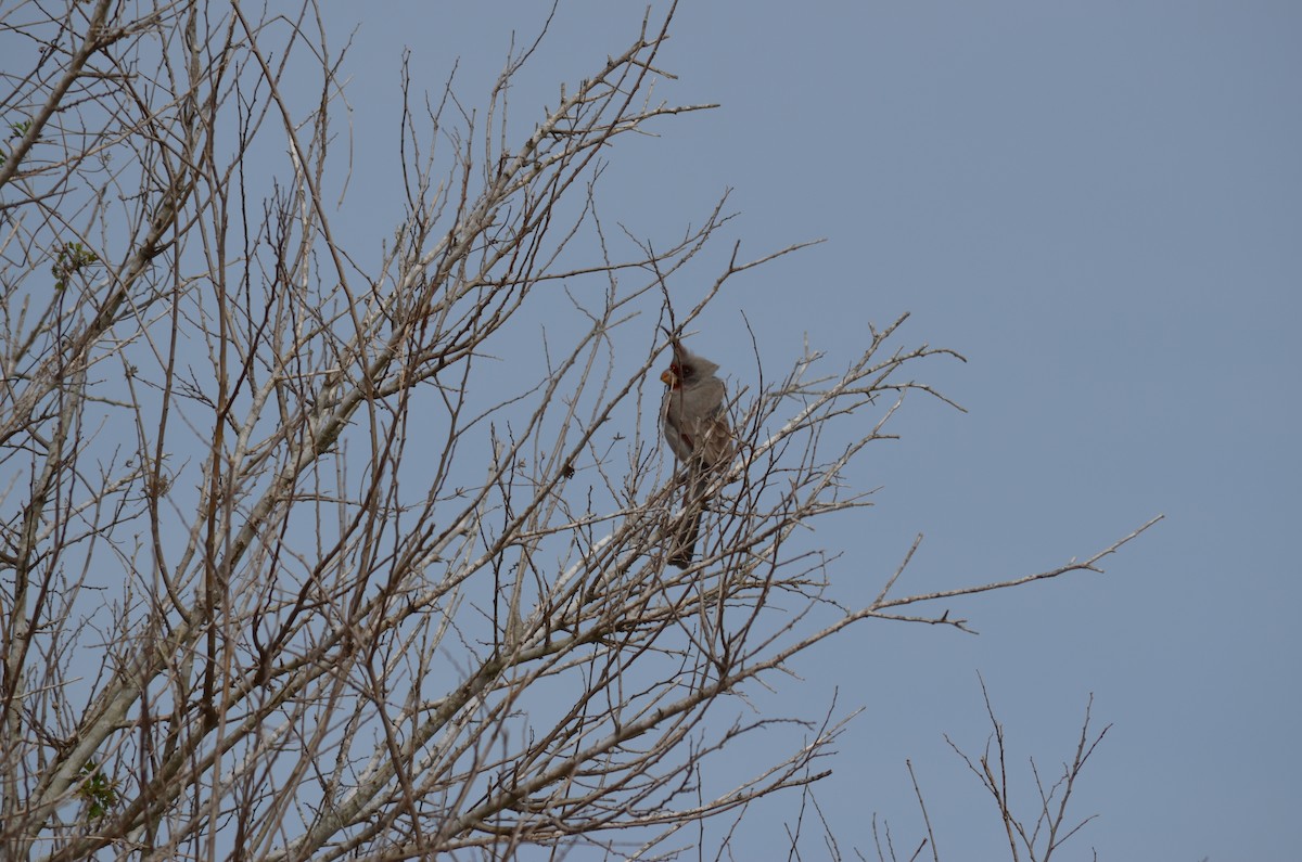 Pyrrhuloxia - ML425583411