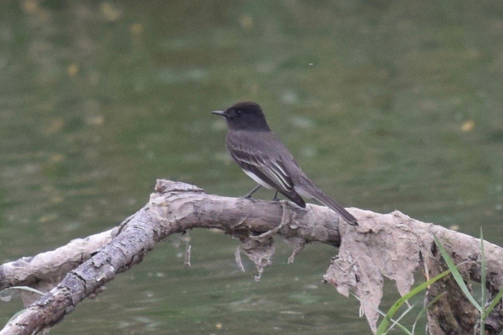 Black Phoebe - ML425584581