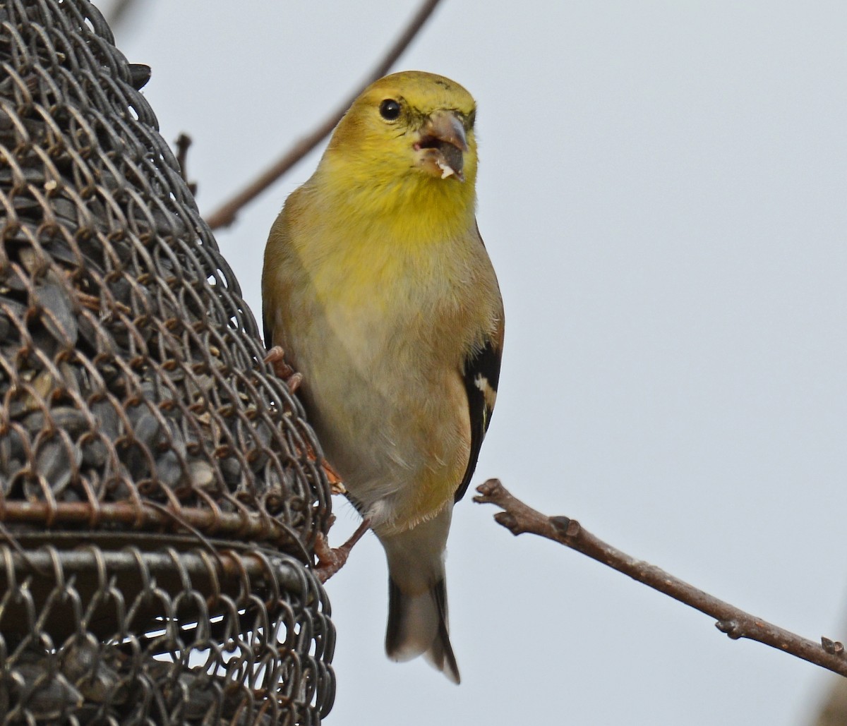 American Goldfinch - ML42558461