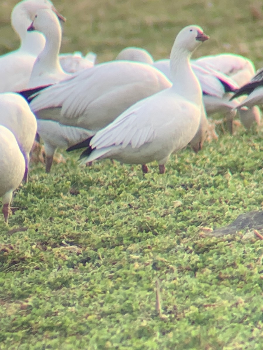 Ross's Goose - ML425587161