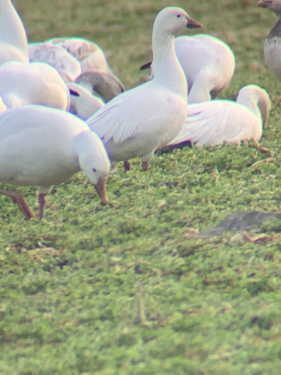 Ross's Goose - ML425587201