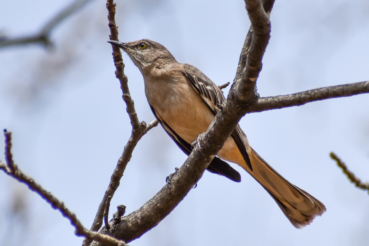 Northern Mockingbird - Eric Konkol