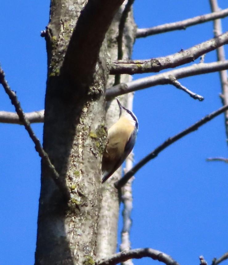Red-breasted Nuthatch - ML425588421