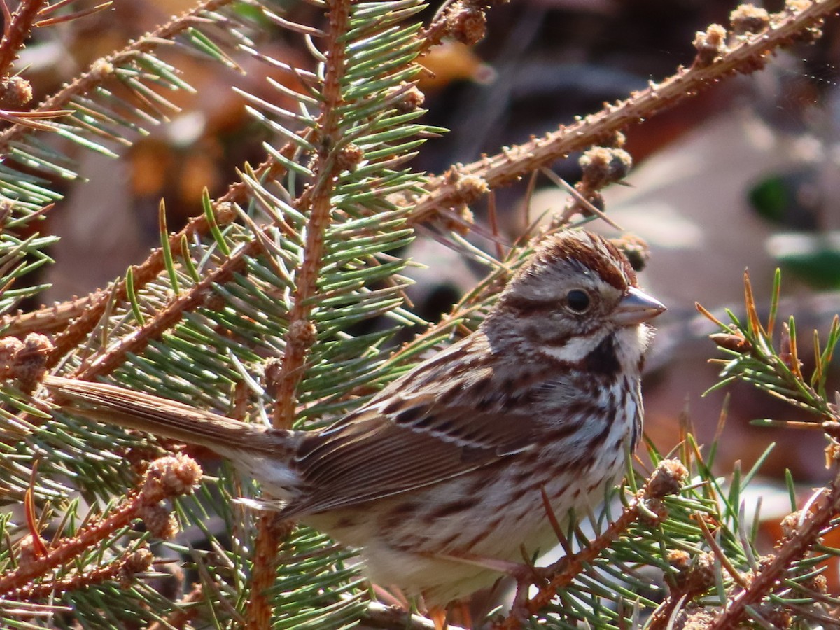 Song Sparrow - Jennifer Segrest